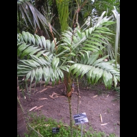 Chamaedorea Elegans (fam. Arecacees) (Mexique, Guatemala, Belize) (3)